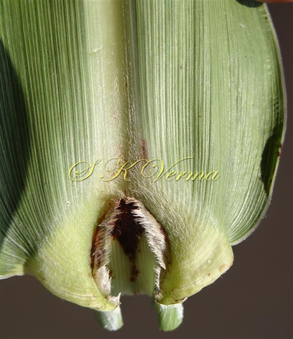  Ligule